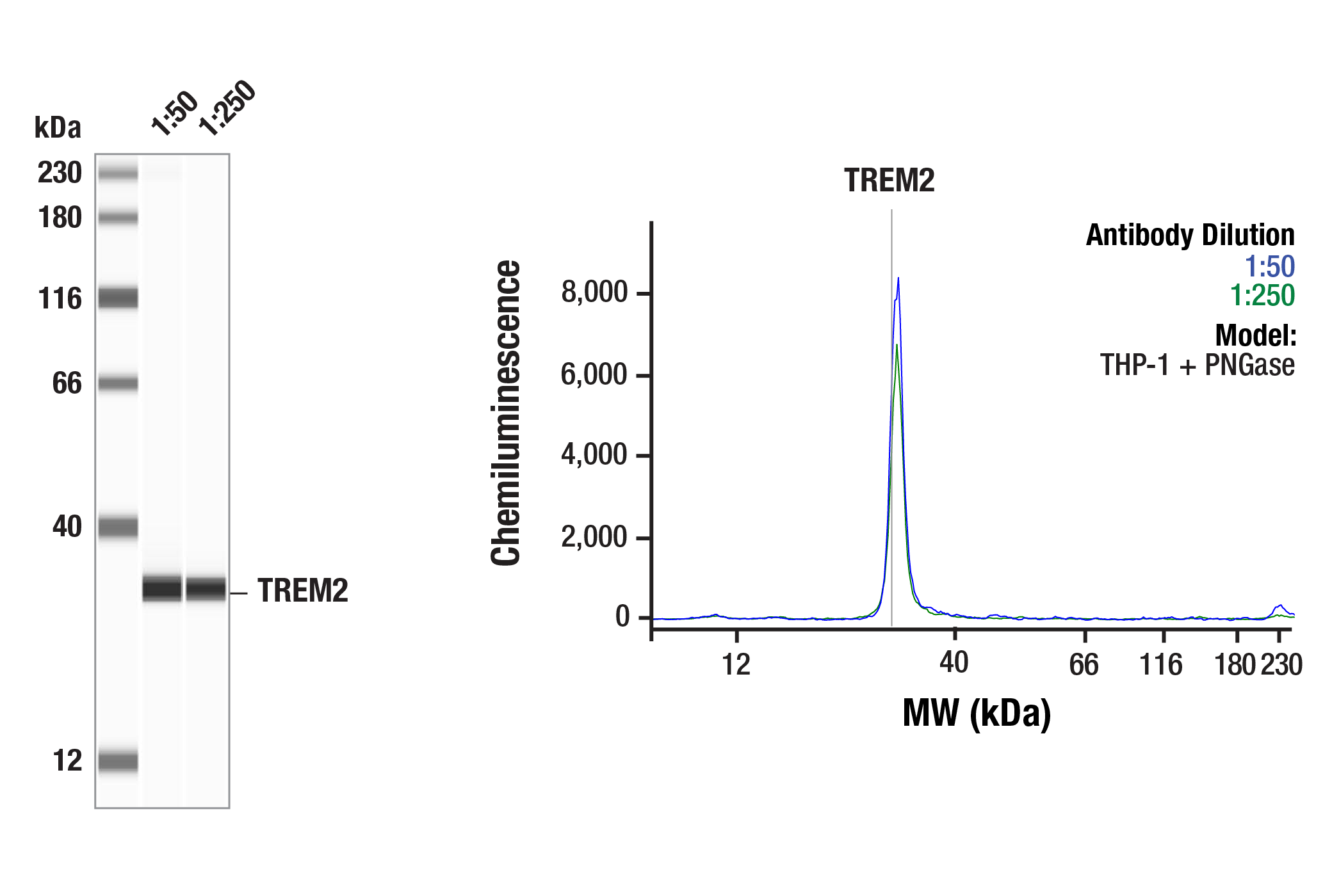  Image 11: TREM2-dependent mTOR Metabolic Fitness Antibody Sampler Kit