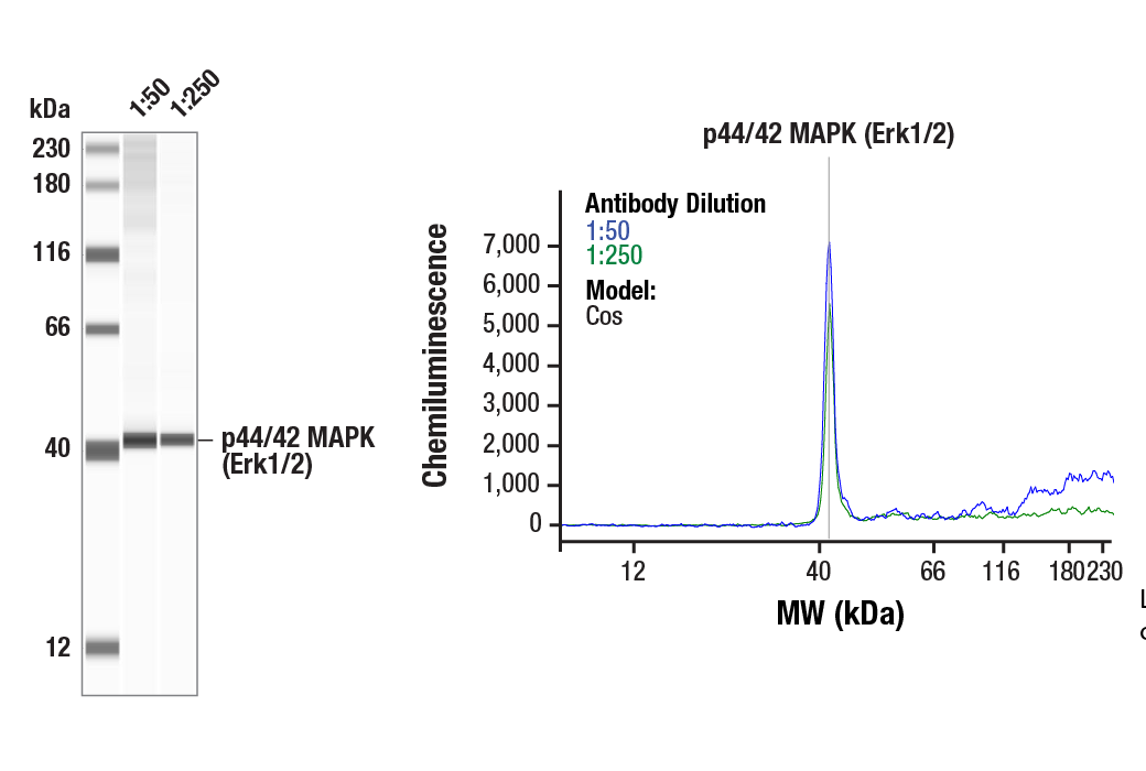 p44/42 MAPK (Erk1/2) (3A7) Mouse mAb | Cell Signaling Technology