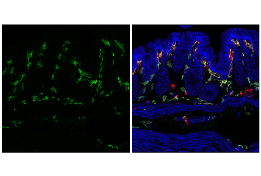 Immunofluorescence Image 3: MSR1 (E4H1C) Rabbit mAb