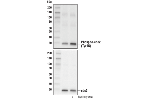Western Blotting Image 1: Phospho-cdc2 (Tyr15) Antibody
