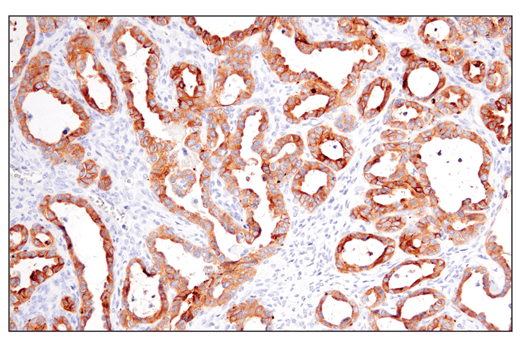Immunohistochemistry Image 6: Occludin (E6B4R) Rabbit mAb
