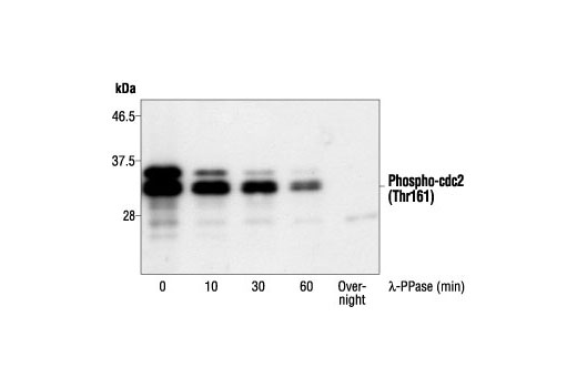 Western Blotting Image 1: Phospho-cdc2 (Thr161) Antibody