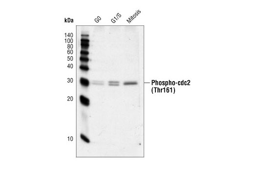 Western Blotting Image 2: Phospho-cdc2 (Thr161) Antibody
