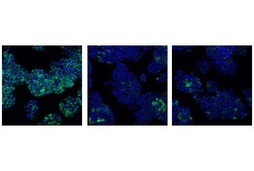 Immunofluorescence Image 1: cdc2 (POH1) Mouse mAb