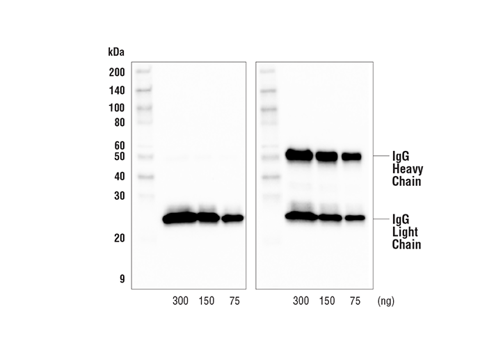Western Blotting Image 1: Goat Anti-Mouse IgG, Light-Chain Specific Antibody (HRP Conjugate)