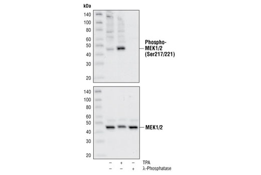 Western Blotting Image 1: Phospho-MEK1/2 (Ser217/221) Antibody