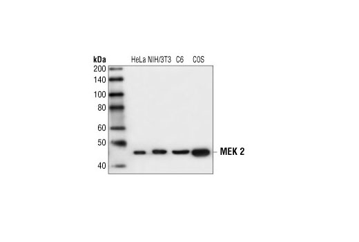 Western Blotting Image 1: MEK2 Antibody
