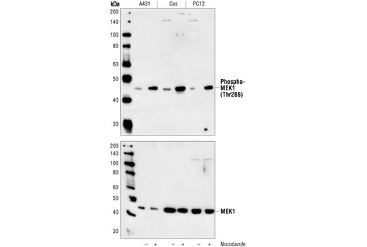 Western Blotting Image 1: Phospho-MEK1 (Thr286) Antibody