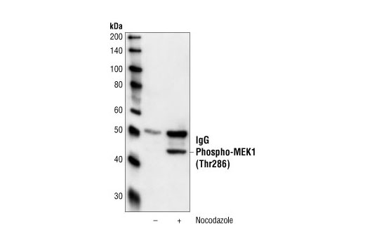 Immunoprecipitation Image 1: Phospho-MEK1 (Thr286) Antibody