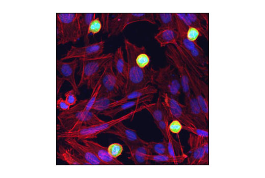 Immunofluorescence Image 1: Phospho-MEK1 (Thr286) Antibody