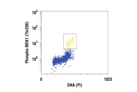 Flow Cytometry Image 1: Phospho-MEK1 (Thr286) Antibody