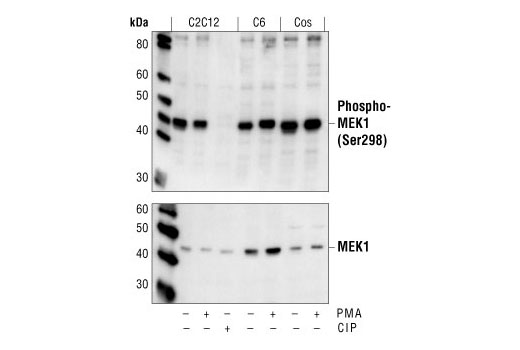 Western Blotting Image 1: Phospho-MEK1 (Ser298) Antibody