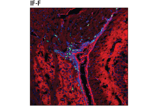  Image 4: Neuronal Marker IF Antibody Sampler Kit II