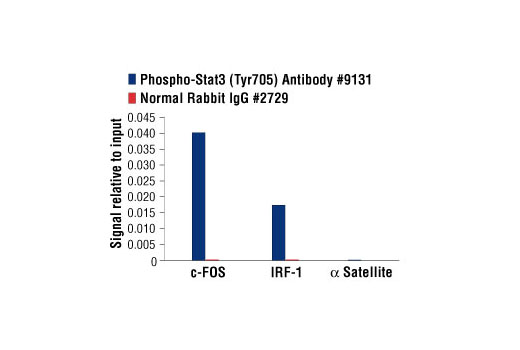 Chromatin Immunoprecipitation Image 1: Phospho-Stat3 (Tyr705) Antibody