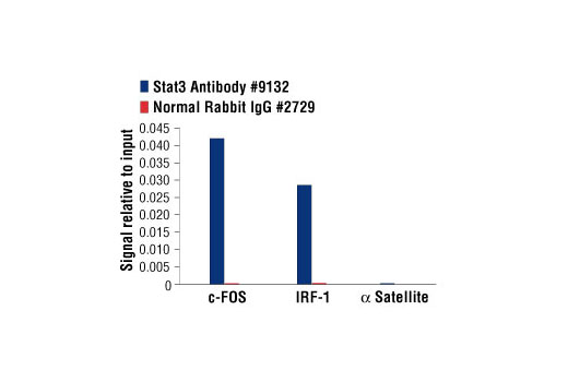 Chromatin Immunoprecipitation Image 1: Stat3 Antibody
