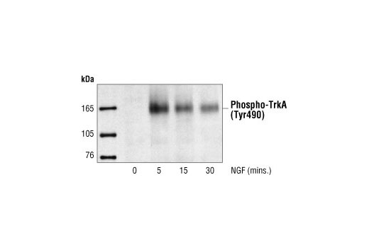 Western Blotting Image 1: Phospho-TrkA (Tyr490) Antibody