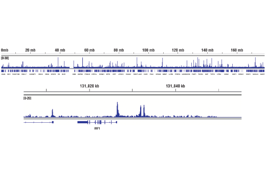 Chromatin Immunoprecipitation Image 2: Phospho-Stat3 (Tyr705) (D3A7) XP® Rabbit mAb