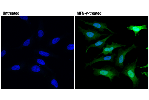 Immunofluorescence Image 1: IDO (D5J4E™) Rabbit mAb (BSA and Azide Free)