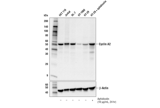  Image 9: Cell Cycle Phase Determination Antibody Sampler Kit