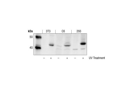 Western Blotting Image 1: Phospho-SEK1/MKK4 (Thr261) Antibody