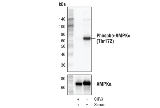 Western Blotting Image 1: AMPK Control Cell Extracts