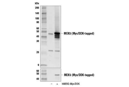 Western Blotting Image 1: MEK5 Antibody