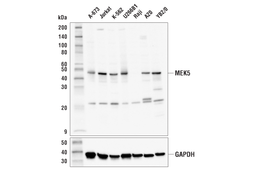 Western Blotting Image 2: MEK5 Antibody