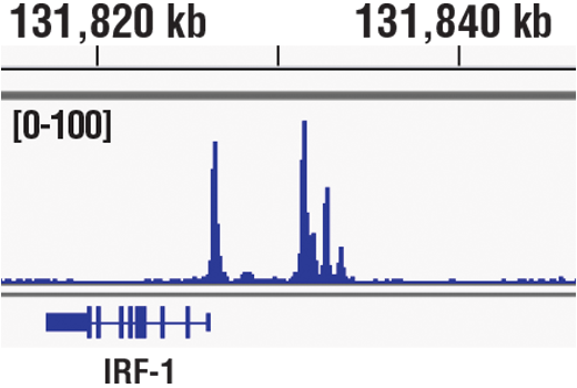Chromatin Immunoprecipitation Image 1: Phospho-Stat1 (Tyr701) (58D6) Rabbit mAb