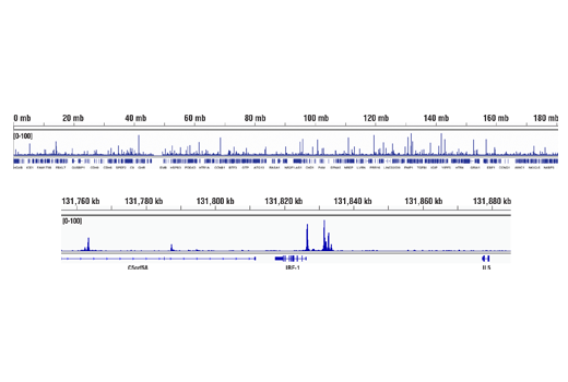 Chromatin Immunoprecipitation Image 2: Phospho-Stat1 (Tyr701) (58D6) Rabbit mAb