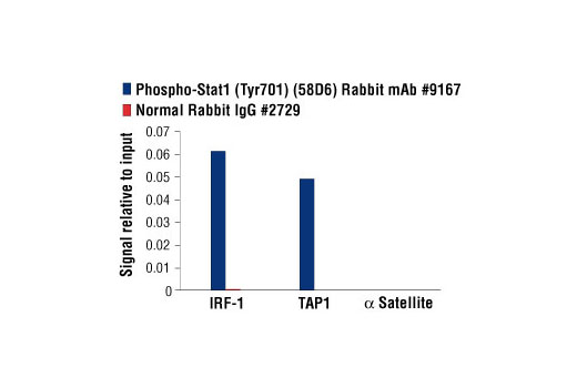 Chromatin Immunoprecipitation Image 3: Phospho-Stat1 (Tyr701) (58D6) Rabbit mAb