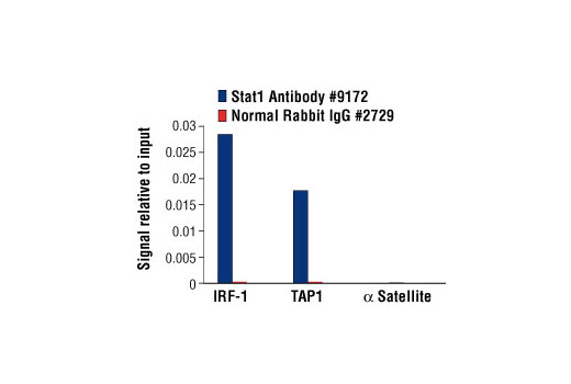  Image 13: Stat Antibody Sampler Kit