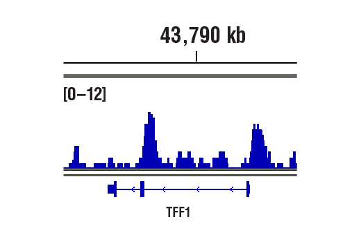  Image 73: BAF Complex IHC Antibody Sampler Kit