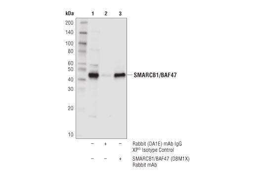  Image 17: BAF Complex Antibody Sampler Kit
