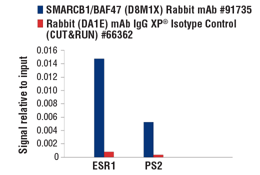  Image 79: BAF Complex IHC Antibody Sampler Kit