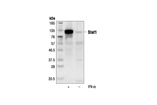 Immunoprecipitation Image 1: Stat1 (9H2) Mouse mAb