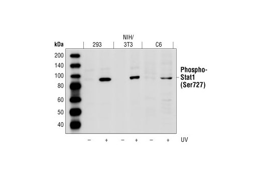 Western Blotting Image 1: Phospho-Stat1 (Ser727) Antibody