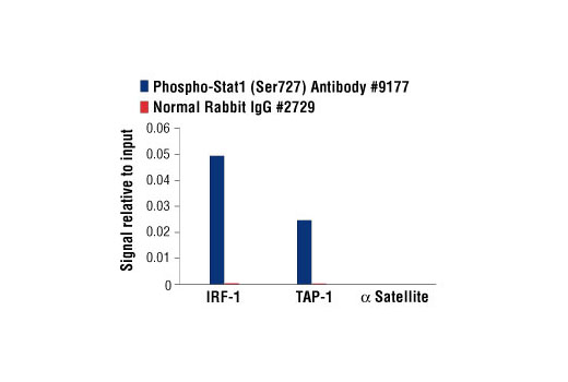 Chromatin Immunoprecipitation Image 1: Phospho-Stat1 (Ser727) Antibody