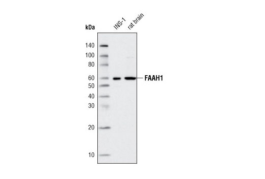 Western Blotting Image 1: FAAH1 Antibody (Rat Specific)