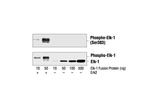 Western Blotting Image 1: Phospho-Elk-1 (Ser383) Antibody