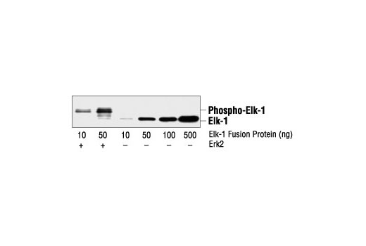 Western Blotting Image 1: Elk-1 Antibody