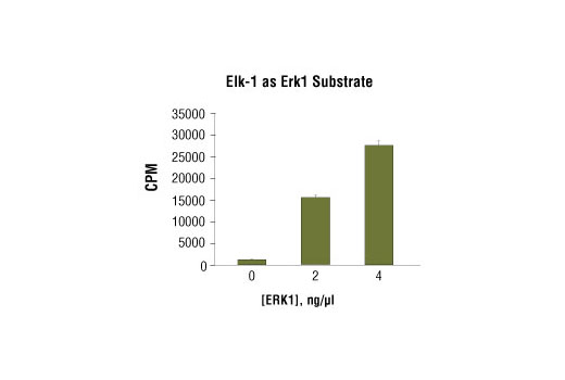  Image 1: Elk-1 Fusion Protein