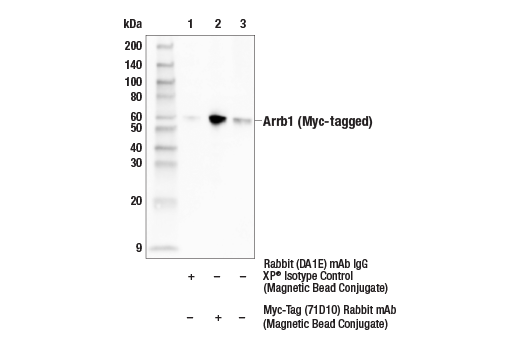 Immunoprecipitation Image 1: Myc-Tag (71D10) Rabbit mAb (Magnetic Bead Conjugate)