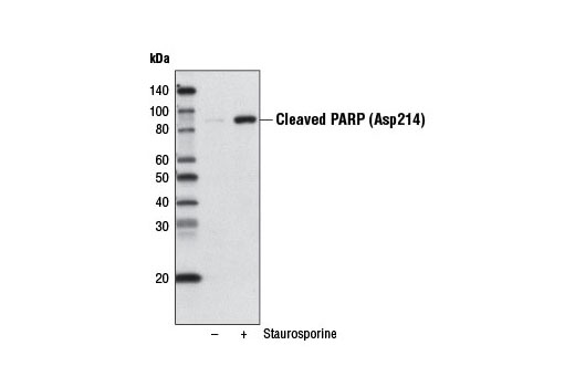 Western Blotting Image 1: Cleaved PARP (Asp214) (D64E10) XP® Rabbit mAb (Biotinylated)