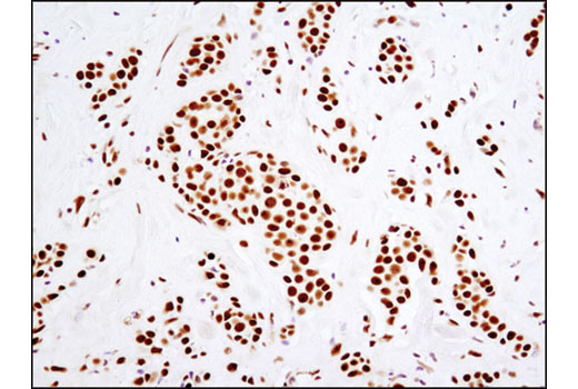 Immunohistochemistry Image 1: DNA-PKcs (3H6) Mouse mAb (BSA and Azide Free)