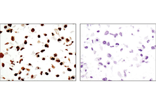 Immunohistochemistry Image 2: DNA-PKcs (3H6) Mouse mAb (BSA and Azide Free)