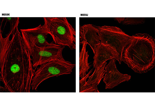 Immunofluorescence Image 1: DNA-PKcs (3H6) Mouse mAb (BSA and Azide Free)