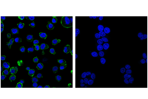 Immunofluorescence Image 1: CD86 (E2G8P) Rabbit mAb