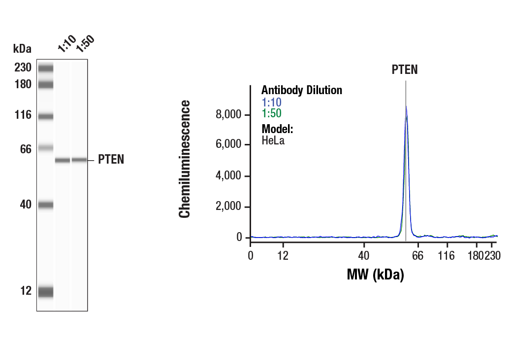  Image 1: PTEN and PDK1 Antibody Sampler Kit II