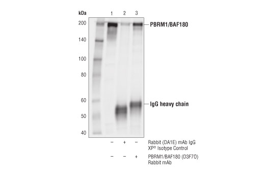 Immunoprecipitation Image 1: PBRM1/BAF180 (D3F7O) Rabbit mAb