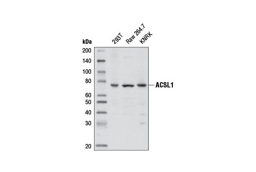  Image 9: Fatty Acid and Lipid Metabolism Antibody Sampler Kit